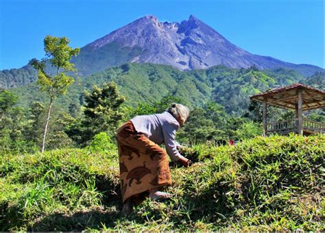 Gunung Marapi Erupsi Petani Sekitar Lereng Tetap Beraktivitas Aktual