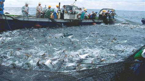 Everyone Should Watch This Fishermen S Video Catch Hundreds Tons Fish