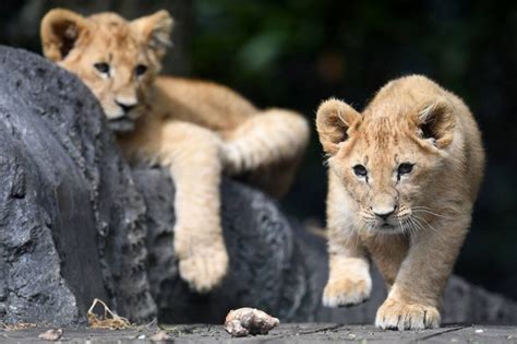 Descubre El H Bitat Natural De Los Leones D Nde Viven Estos