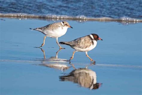 H Ded Plovers Lorne Historical Society