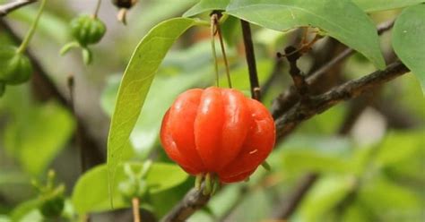 Guia Completo Sobre A Pitangueira Cultivo E Benef Cios