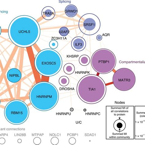 Communities Of Xist Binding Proteins Network Graph Of Protein Bound Download Scientific Diagram