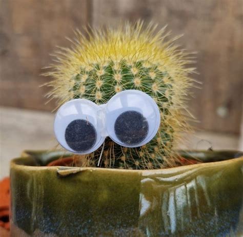 Cactus Assorted Varieties With Eyes Farmyard Nurseries