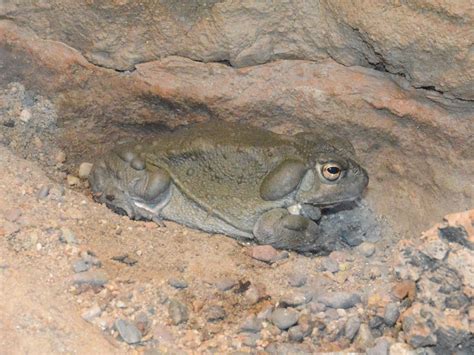 The Online Zoo - Sonoran Desert Toad