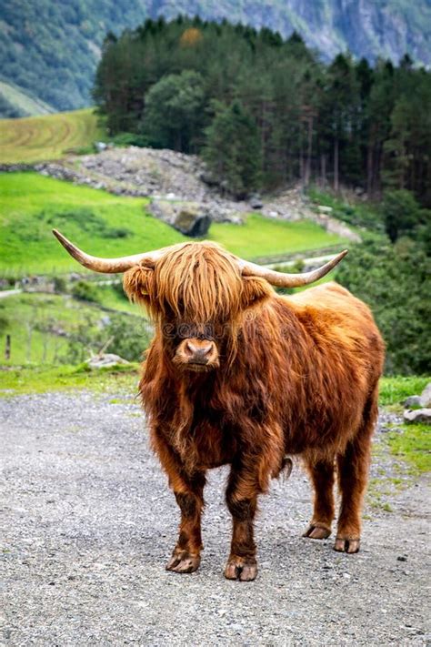 Giant Musk Ox Stock Image Image Of Park Hoof Ovibos 12152303