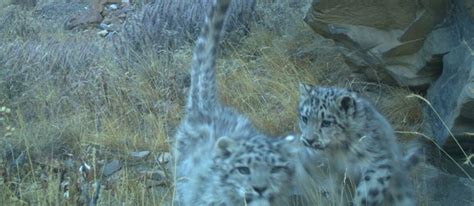 Video: Wild Snow Leopard Cubs Playing - Snow Leopard Trust