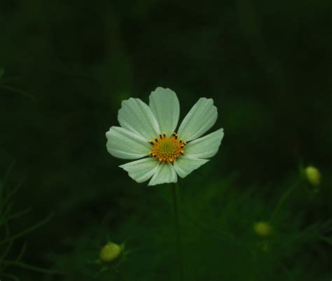 hoa gi day viet boi virusbuon