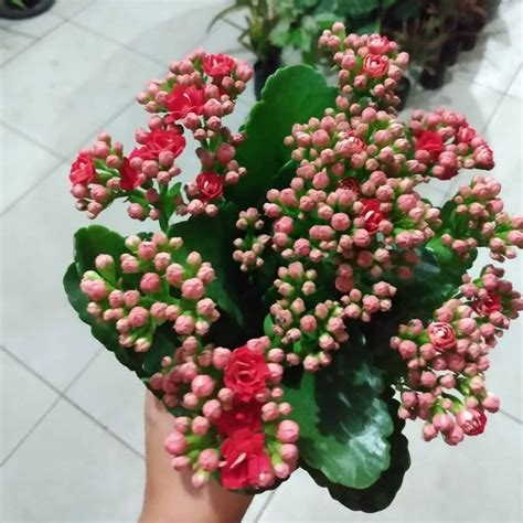 Jual Tanaman Hias Bunga Cocor Bebek Kalanchoe Kalandiva Sudah