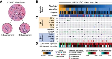 Comprehensive Molecular Portraits Of Invasive Lobular Breast Cancer Cell