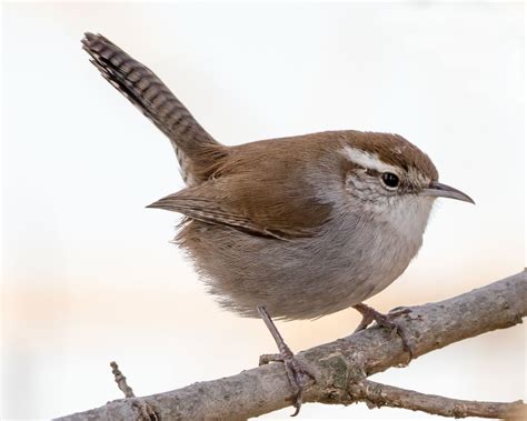 Bewick S Wren Audubon Field Guide