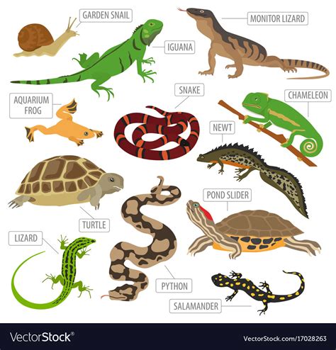 Amphibians Reptiles: 15 Key Differences, Examples, 54% OFF