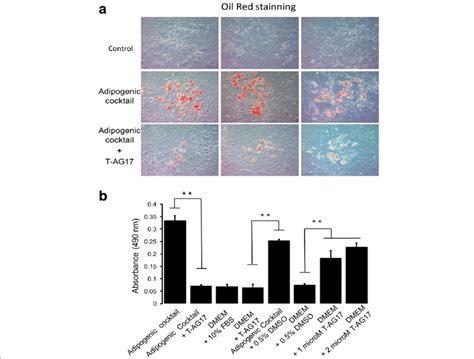 T AG17 Inhibits Adipocyte Differentiation A 3T3 L1 Preadipocyte Cells