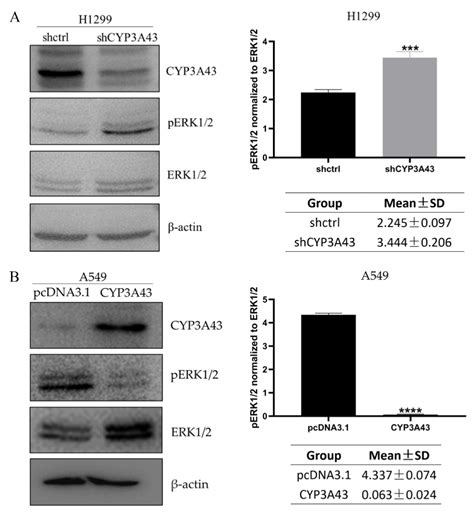 Ijms Free Full Text Effects Of Cyp A Expression On Cell