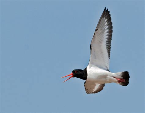 Strandskade Haematopus Ostralegus Austernfischer Oystercatcher