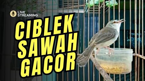 CIBLEK SAWAH JANTAN GACOR PANCINGAN BUNYI YouTube