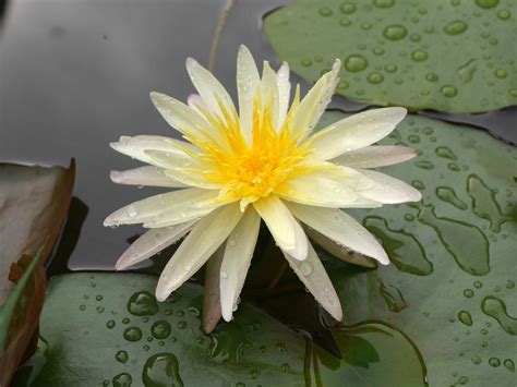 Nymphaea Klong15 M4 HxT ISG Water Lily Thailand 009 Loto