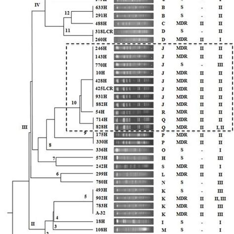 Dendrogram Analysis Of Pfge Results Showing The Genetic Relationships