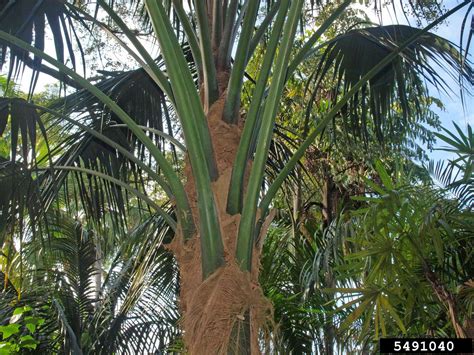 Kentia Palm Howea Forsteriana