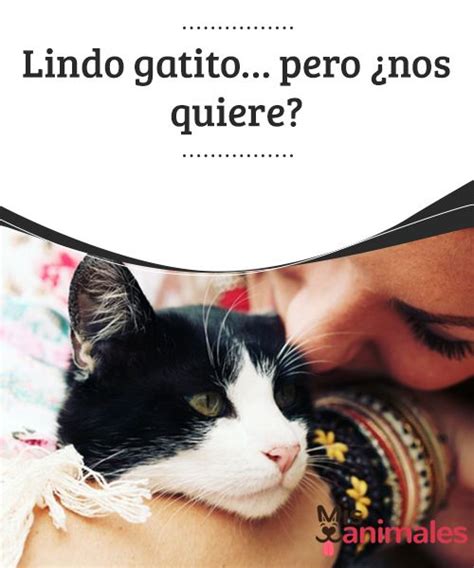 Lindo Gatito Pero ¿nos Quiere Saber Si Nuestro Gato Nos Quiere Es Un Tanto Más Complicado