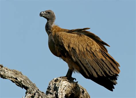 African Birds of Prey & Scavengers - Nature & Wildlife Photography