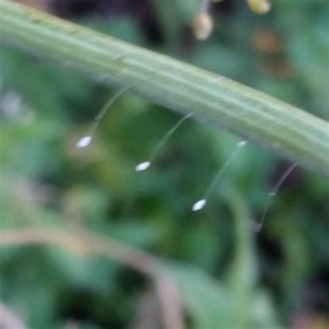 Green lacewing identification? | OSU Extension Service