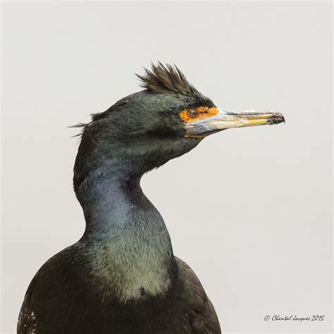 Red Faced Cormorant St Paul Island Alaska I Saw Some Sub Flickr