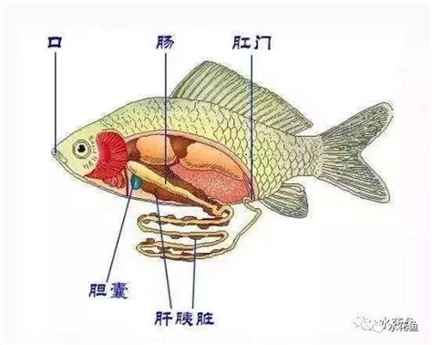 鱼类奇特的生理现象：有胃鱼和无胃鱼肠道