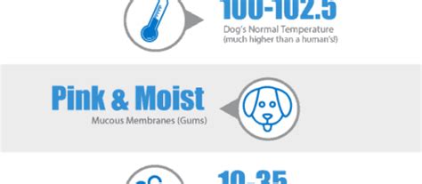 Normal Temperature Heart And Respiratory Rates In Dogs Wildcreaturey