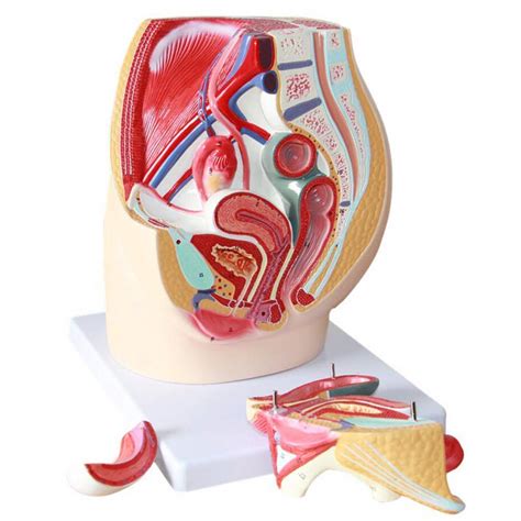 Buy Female Genitourinary System Model Abdominal And Pelvic Anatomy