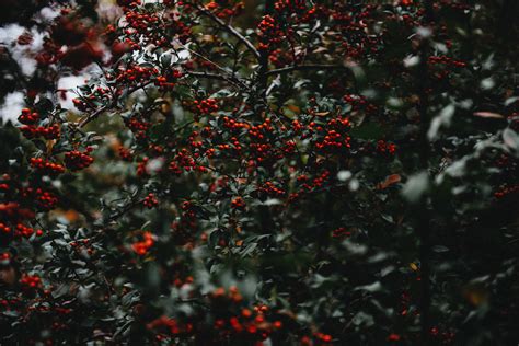 Kostenlose Foto Baum Ast Pflanze Frucht Beere Blatt Blume Laub