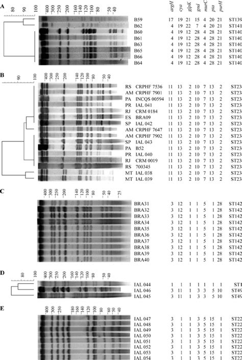 Pulsed Field Gel Electrophoresis Pfge Patterns And Dendrograms