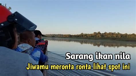 Jarang Ada Yang Mancing Ikan Nila Di Sini Hitungan Menit Sudah Dapat