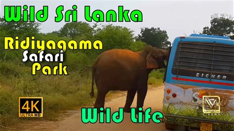 Ridiyagama Safari Park Sri Lankain 4kuhd Youtube