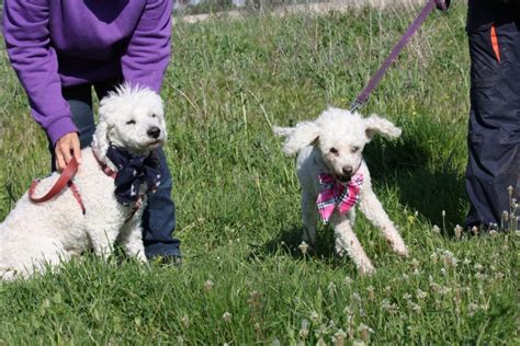 Cane Baroncini In Adozione A Bergamo Brescia Como Cremona Lecco Lodi