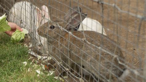 Tudo O Que Deve Saber Para Fazer Cria O Dom Stica De Coelhos