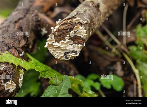 White Fungi Fungus Growing On A Fallen Tree In March England UK