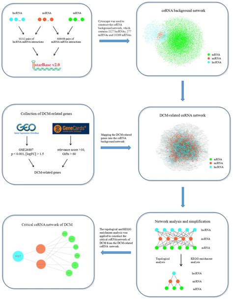 Construction And Analysis Of A LncRNAmiRNAmRNA Network Based On