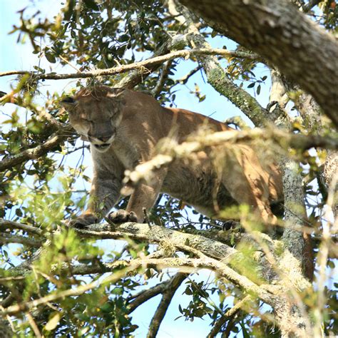 Florida Panther Conservation Banks (I and II) | Passarella & Associates, Inc.