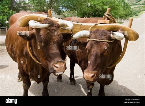 Pair of oxen yoked together Stock Photo - Alamy