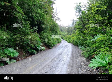 Carretera Austral In The Rain Near Bahia Murta Also Puerto Murta