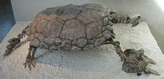 Fossil of Proganochelys quenstedti, it is one of the oldest true ...