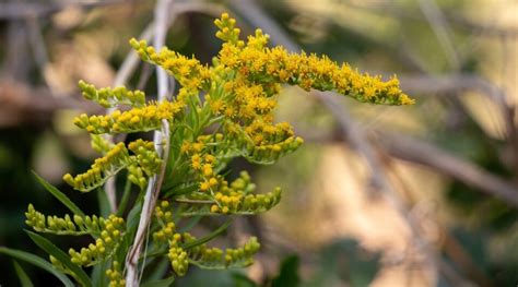 10 Beautiful Goldenrod Varieties for Your Garden