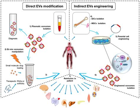 Exos As Nanotools For Regenerative Medicine Exos Can Be Isolated From