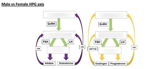 male  female hpg axis diagram quizlet