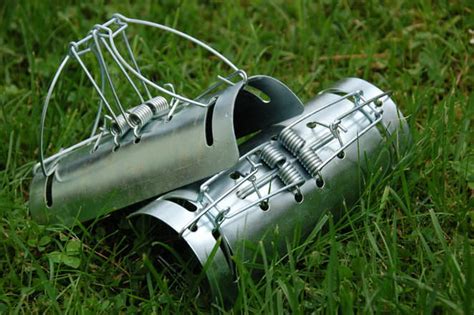 Как избавиться от крота на участке - эффективные способы, народные средства