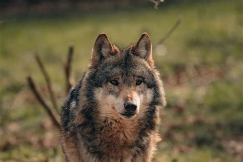 Un loup observé en Gironde une première depuis plus de 100 ans la