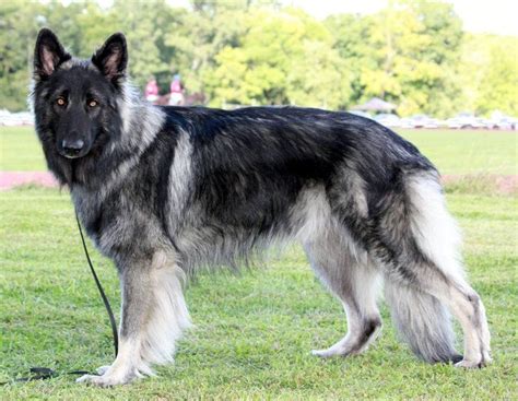 Shiloh Shepherd dog - Temperament, Lifespan, Shedding, Puppy