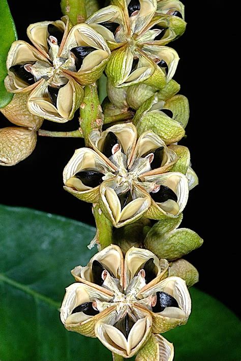 Pilocarpus Pennatifolius Br Sil Du Sud Paraguay Flickr