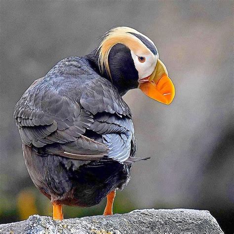 Df Wildlife Photography On Instagram Tufted Puffin Fratercula