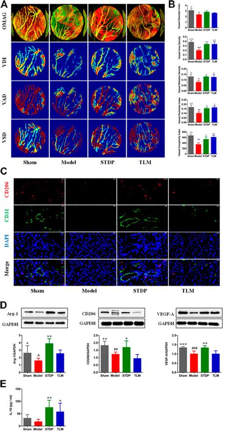 Frontiers Shexiang Tongxin Dropping Pills Promote Macrophage